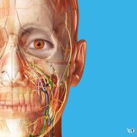 Tài khoản Human Anatomy Atlas thumbnail